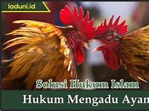 Hukum Judi Sabung Ayam Menurut Islam